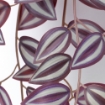 ИКЕА Искусственное растение с ручкой настенное FEJKA ФЕЙКА, 305.486.25 - Home Club, изображение 9