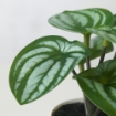 ИКЕА Горшок для искусственных растений+дон кпл. 3s FEJKA, 305.596.47 - Home Club, изображение 4