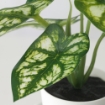 ИКЕА Горшок для искусственных растений+дон кпл. 3s FEJKA, 305.596.47 - Home Club, изображение 5