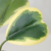 ИКЕА Горшок для искусственных растений+дон кпл. 3s FEJKA, 305.596.47 - Home Club, изображение 6