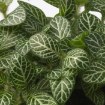 ИКЕА Комнатные растения HYPOESTES, 706.293.37 - Home Club, изображение 3