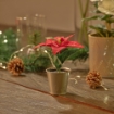 ИКЕА Искусственное растение в горшке VINTERFINT, 005.621.37 - Home Club, изображение 4