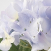 ИКЕА Искусственный цветок SMYCKA СМИККА, 005.717.97 - Home Club, изображение 4