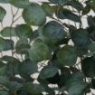 ІКЕА Штучна рослина в горщику FEJKA ФЕЙКА, 605.825.14 - Home Club, зображення 4