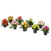 ИКЕА Комнатные растения KALANCHOE, 506.293.38 - Home Club