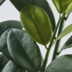ИКЕА Искусственное комнатное растение FEJKA ФЕЙКА, 005.932.28 - Home Club, изображение 3