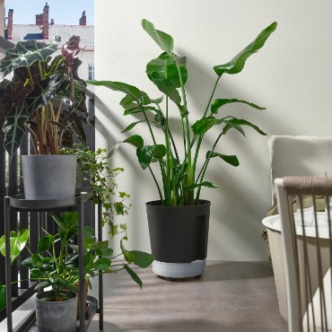 Серія VÅRDTRÄD IKEA - Home Club