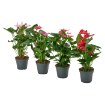 ИКЕА Комнатные растения ANTHURIUM, 806.293.32 - Home Club