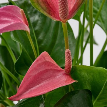 ИКЕА Комнатные растения ANTHURIUM, 806.293.32 - Home Club