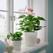ИКЕА Комнатные растения ANTHURIUM, 806.293.32 - Home Club, изображение 3