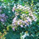 Garden Line Захисна Сітка Від Птахів 6x10м (30г/м2) + 6 Пластикових Шпильок, JAW9783 - Home Club