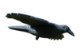 Garden Line Пташиний Отривач - Ворон 80 x 44 x 12 см, PTA9172 - Home Club