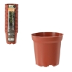 Garden Line 20 Горшков Pp 7,2 x 6,8 См, EDA3340 - Home Club, изображение 3