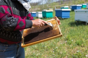 Chomik Вилка для снятия меда с пластиковой ручкой 10,5 см, BEE3875 - Home Club