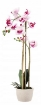 Chomik Искусственный цветок - бело-розовый орхидея 70 см, HID4771 - Home Club, изображение 3