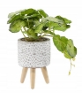 Chomik Искусственное растение 20 см, HID4870 - Home Club, изображение 3