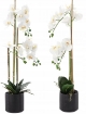 Chomik Искусственный цветок - белый орхидея 77 см, HID4764 - Home Club