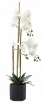Chomik Искусственный цветок - белый орхидея 77 см, HID4764 - Home Club, изображение 2