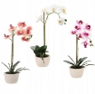 Chomik Штучна Квітка - Орхея Мікс 3 Кольорів 43 См, HID4801 - Home Club