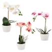 Chomik Штучна Квітка - Орхеа Мікс 3 Кольорів 30 См, HID4825 - Home Club