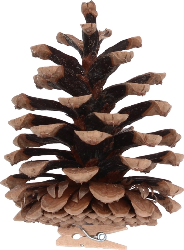 Chomik Kpl 6 Штук Шишок, SZY5825 - Home Club