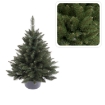 Chomik Класична ялина в горщику 0,8 м Ялинка, ROY7493 - Home Club, зображення 2