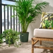ІКЕА Кашпо FRÄKENVÄXT, 206.108.73 - Home Club, зображення 2