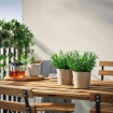 ИКЕА Искусственное растение в горшке FEJKA ФЕЙКА, 806.107.47 - Home Club, изображение 2