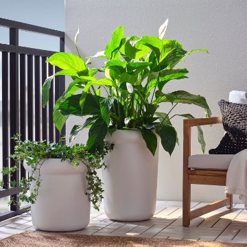 ІКЕА Горщик MÅBÄRSBUSKE, 706.124.69 - Home Club