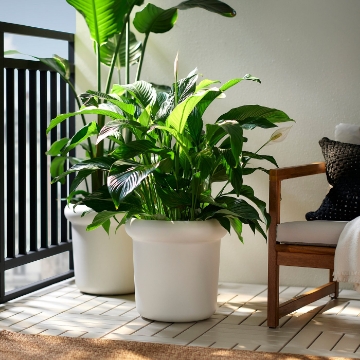 ІКЕА Горщик MÅBÄRSBUSKE, 306.124.71 - Home Club