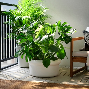 ІКЕА Горщик MÅBÄRSBUSKE, 106.124.67 - Home Club