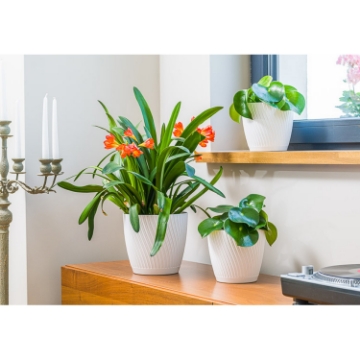 Chomik Горщик Mika Eco Recycled з підставкою 230 мм, білий, FOM4490 - Home Club