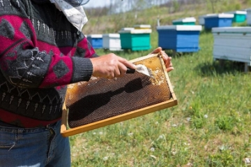 Chomik Вилка для снятия меда с пластиковой ручкой 10,5 см, BEE3875 - Home Club