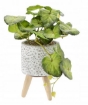 Chomik Штучна Рослина 20 См, HID4870 - Home Club, зображення 2