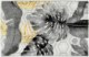 Kontrasto Килим Jungle 120x170 Wz05, 3.77.120170.05 - Home Club