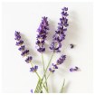 ИКЕА Мешочек с лавандой HÄRMHÖK, 506.041.49 - Home Club, изображение 3