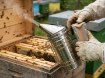 Chomik Оцинкованный пчеловодческий подкуриватель, 27 см, BEE4032 - Home Club, изображение 12