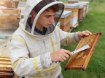 Chomik Нержавеющее Пчеловодческое Челенко 26 См, BEE6600 - Home Club, изображение 11