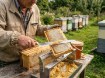 Chomik Нож для снятия меда, BEE3844 - Home Club, изображение 6