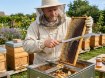 Chomik Нож для снятия меда, BEE3844 - Home Club, изображение 7