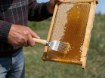 Chomik Вилка для снятия кожицы с деревянной ручкой 20 x 6,5 см, BEE4049 - Home Club, изображение 4