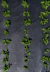 Garden Line Агротканина для мульчування, протибур'янова, з Уф-захистом, чорна, 1,6 x 100 м, 90 г/м², AGO6414 - Home Club, зображення 5