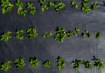 Garden Line Агротканина для мульчування, протибур'янова, з Уф-захистом, чорна, 1,6 x 100 м, 90 г/м², AGO6414 - Home Club, зображення 10