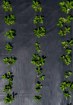 Garden Line Агротканина для мульчування, протибур'янова, з Уф-захистом, чорна, 1,6 x 100 м, 90 г/м², AGO6414 - Home Club, зображення 12