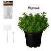 Garden Line Kpl. 25 Табличок Для Опису Рослин 13,5 x 5,5 См З Олівцем, EVA2734 - Home Club, зображення 5