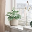 ІКЕА Штучна рослина в горщику SMÅTÄRNA, 906.307.40 - Home Club, зображення 2