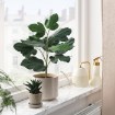 ІКЕА Штучна рослина в горщику SMÅTÄRNA, 306.327.37 - Home Club, зображення 2