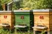 Chomik Номера на ульях, BEE3943 - Home Club, изображение 6