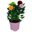 ИКЕА Комнатные растения CHRYSANTHEMUM ХРИЗАНТЕМА, 306.293.77 - Home Club