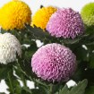 ИКЕА Комнатные растения CHRYSANTHEMUM ХРИЗАНТЕМА, 306.293.77 - Home Club, изображение 2